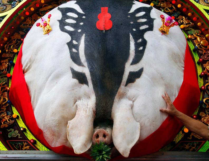 the fattest pig in the world sacrificial Picture of the Day   October 11, 2010