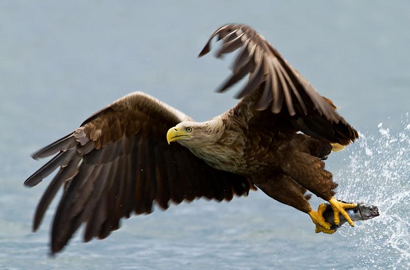white tailed eagle with prey 25 Stunning Photographs of Birds in Flight