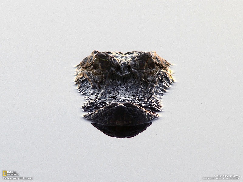 alligator head above water Picture of the Day   The Lurker | Nov 2, 2010