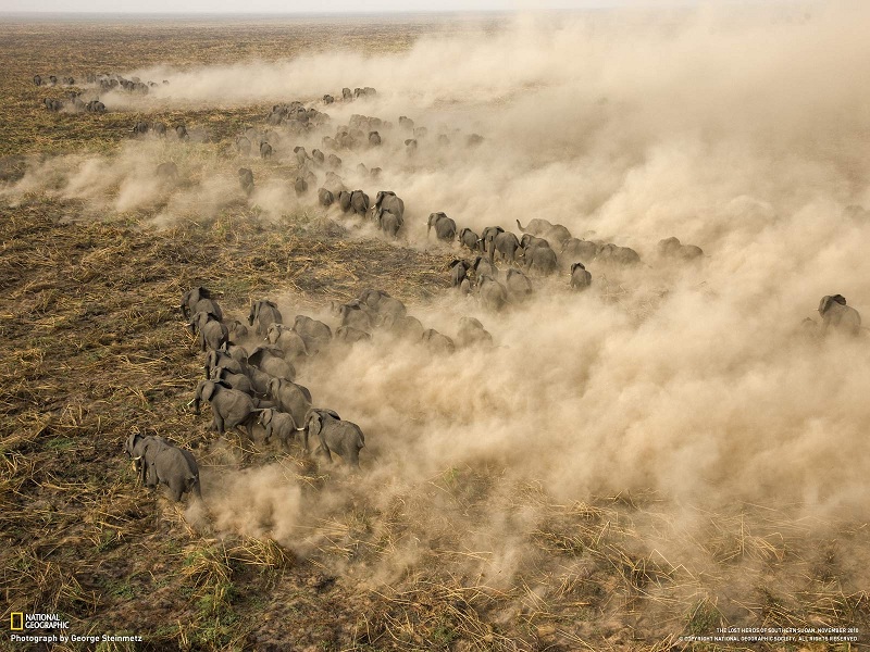 elephant herd sudan george steinmetz Top 10 Facts of the Worlds Largest Land Animal [20 pics]