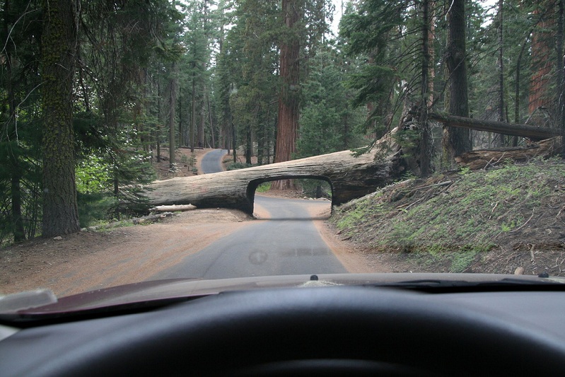 fallen tree with tunnel through it road log Picture of the Day: This Road Goes Through a Tree
