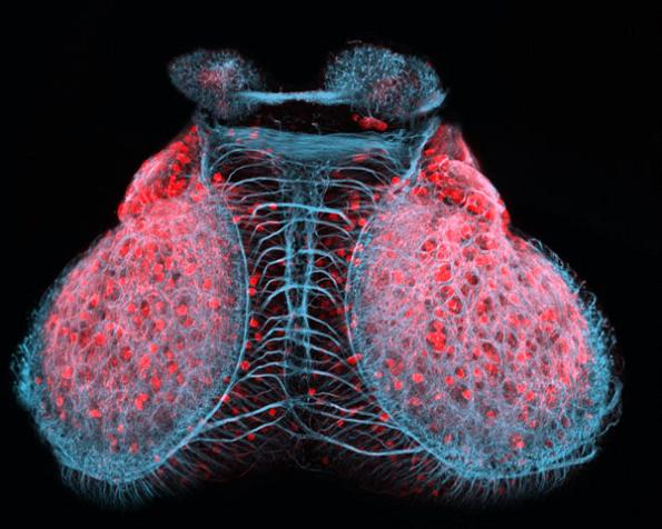 michael hendricks zebrafish embryo midbrain and diencephalon 20x Winners (07 10) from Nikons Small World Competition [20 pics]