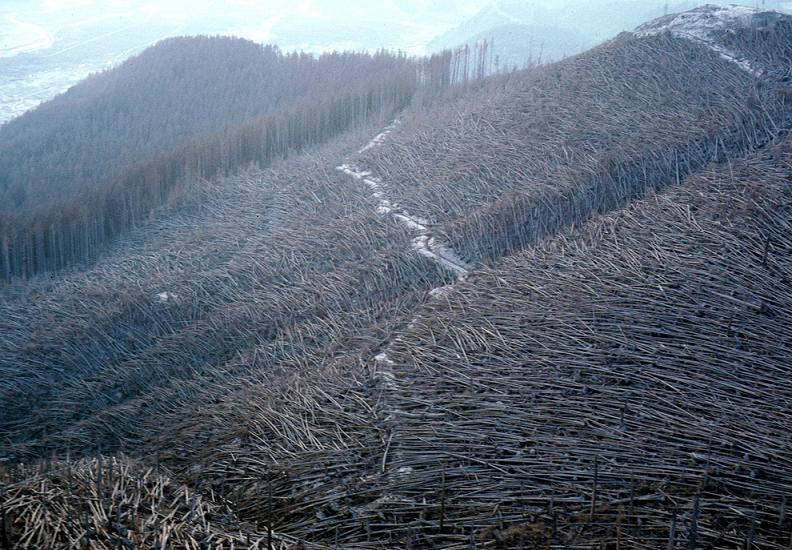 trees blown down by eruption of mount st helens Natures Fury: 30 Chilling Photos of Natural Hazards
