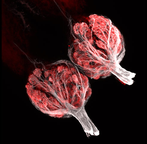 zebrafish olfactory bulbs 250x Winners (07 10) from Nikons Small World Competition [20 pics]