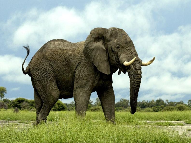 Top 10 Facts of the World's Largest Land Animal [20 pics] » TwistedSifter