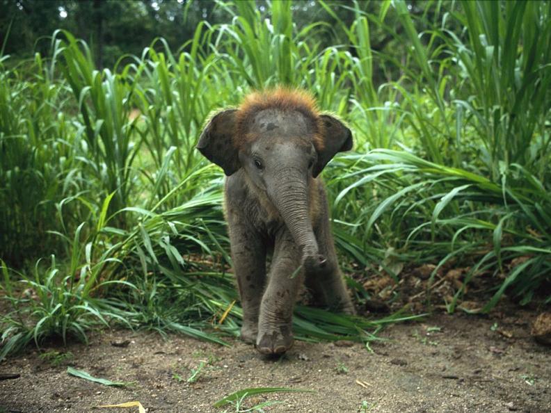 baby asian elephant Top 10 Facts of the Worlds Largest Land Animal [20 pics]