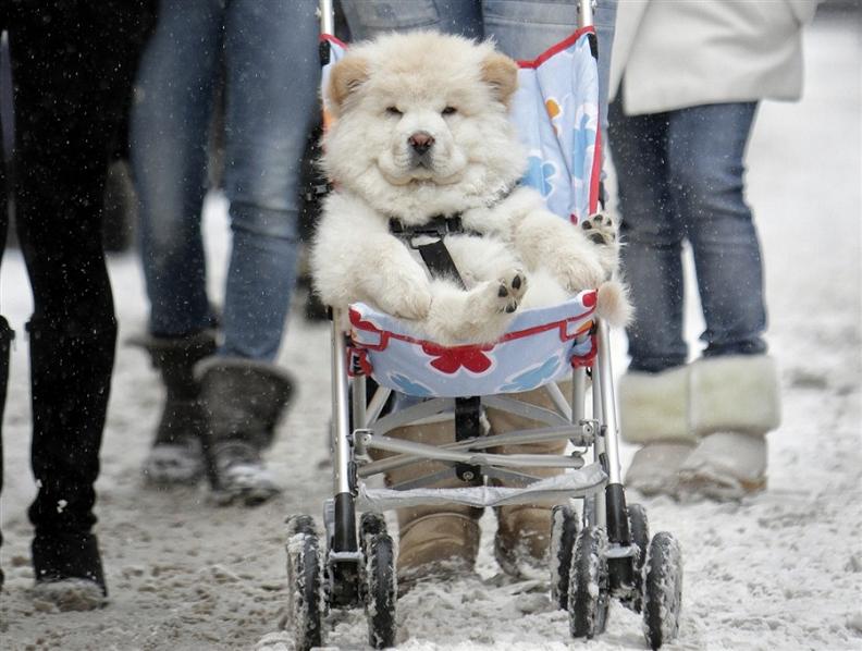 dog riding in stroller The Friday Shirk Report   December 31, 2010 | Volume 90