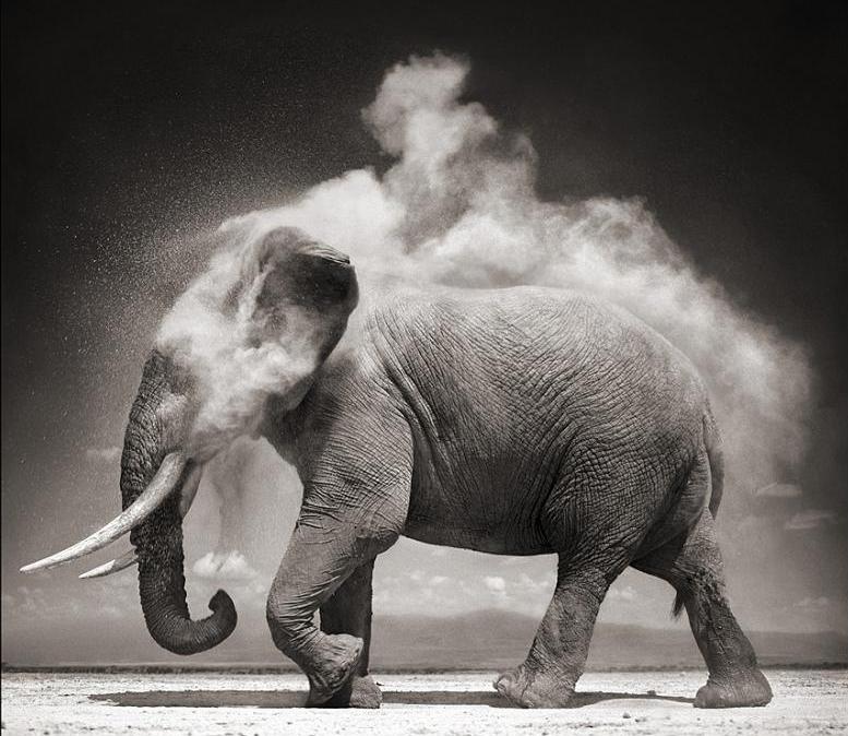 elephant cooling itself Top Animal & Nature Posts of 2010