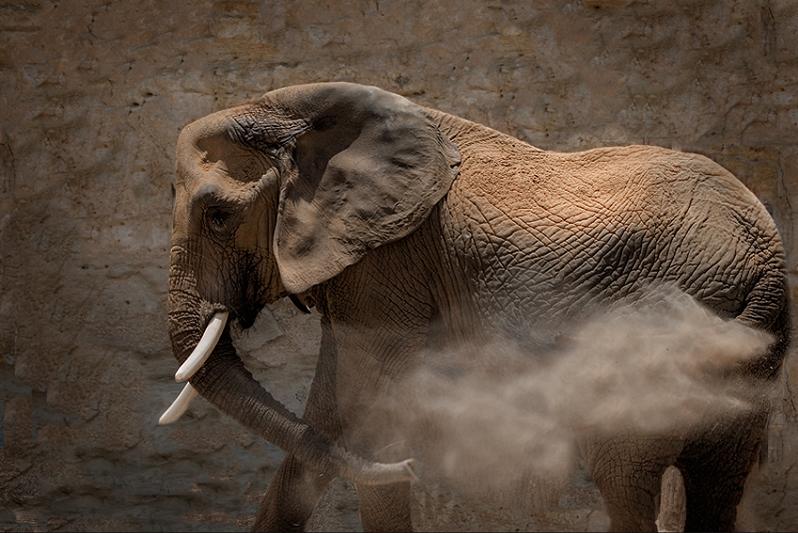 elephant dusting itself Top 10 Facts of the Worlds Largest Land Animal [20 pics]