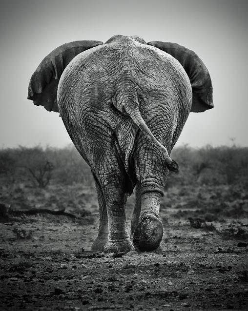 elephant from behind Top 10 Facts of the Worlds Largest Land Animal [20 pics]