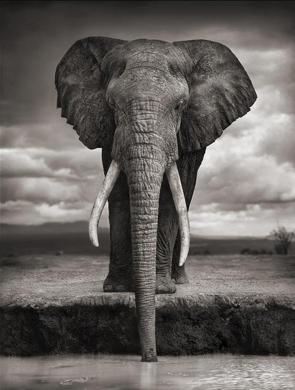 elephant head on drinking water Top 10 Facts of the Worlds Largest Land Animal [20 pics]