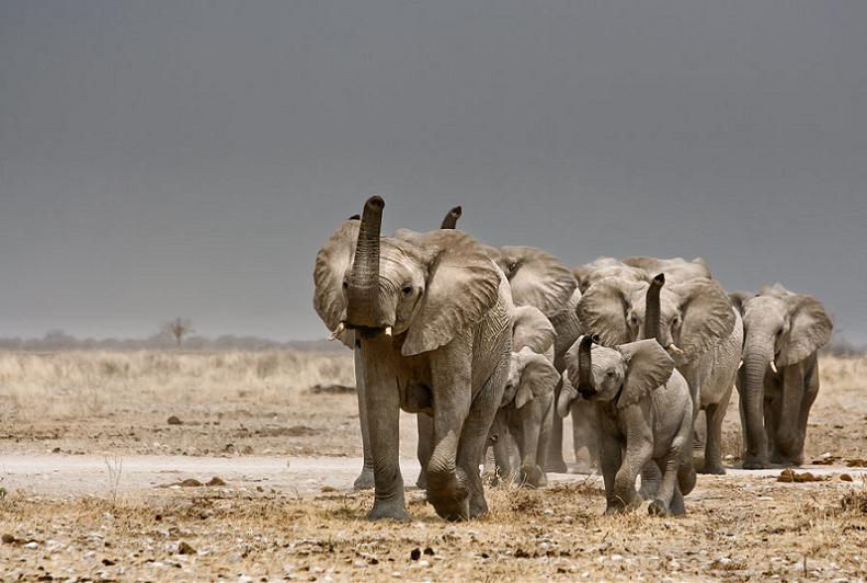 elephant herd Top 10 Facts of the Worlds Largest Land Animal [20 pics]