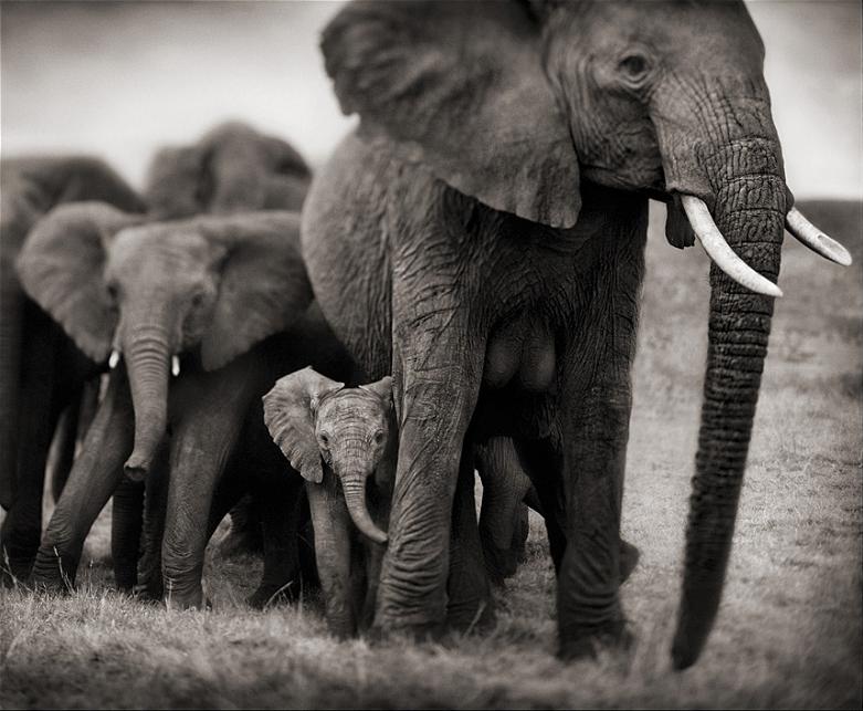 elephant mother and calf baby Top 10 Facts of the Worlds Largest Land Animal [20 pics]