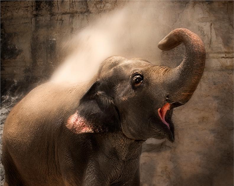 elephant spraying itself with water Top 10 Facts of the Worlds Largest Land Animal [20 pics]