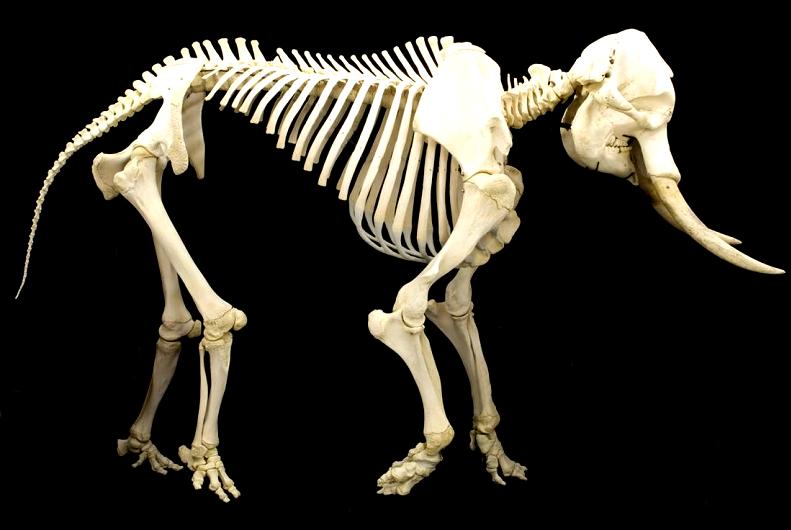 elephant skeleton Top 10 Facts of the Worlds Largest Land Animal [20 pics]
