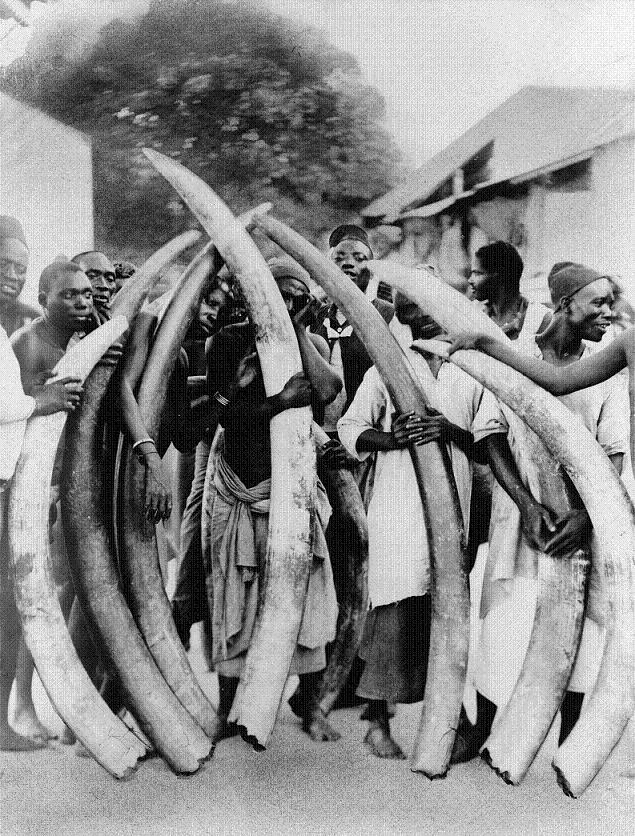 ivory trade elephant tusks Top 10 Facts of the Worlds Largest Land Animal [20 pics]