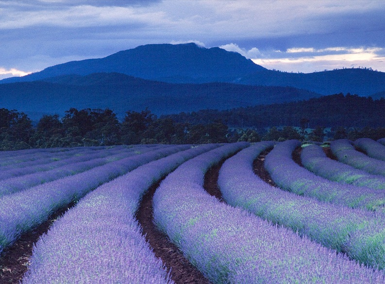 lavender fields bridestowe estate tasmania Picture of the Day: Purple Rain