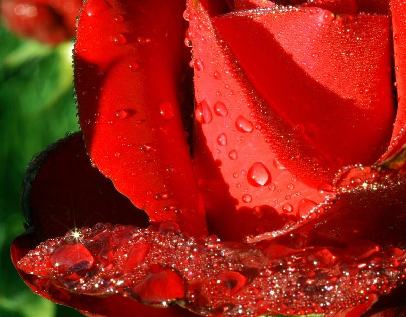 red rose macro droplets The Flickr Color Exploration Series: RED