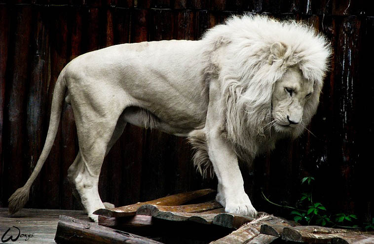 albino lion 25 Magnificent Pictures of LIONS