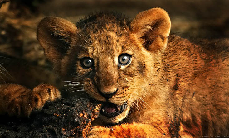 baby lion 25 Magnificent Pictures of LIONS