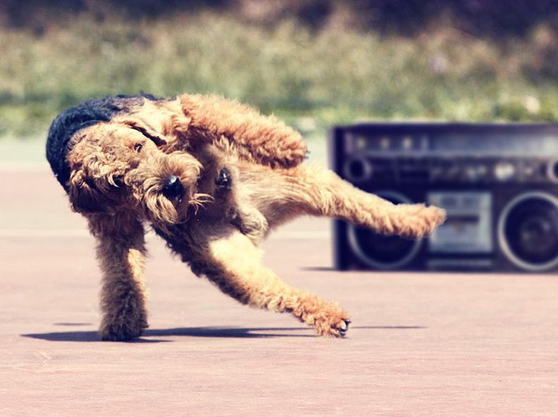 breakdancing dog Picture of the Day: Breakdancing Dog! | Jan. 2, 2011