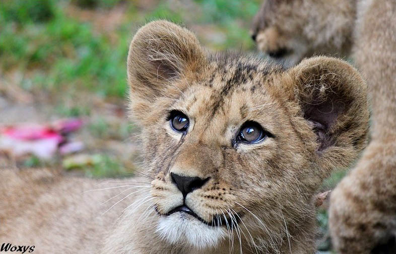 cute baby lion 25 Magnificent Pictures of LIONS