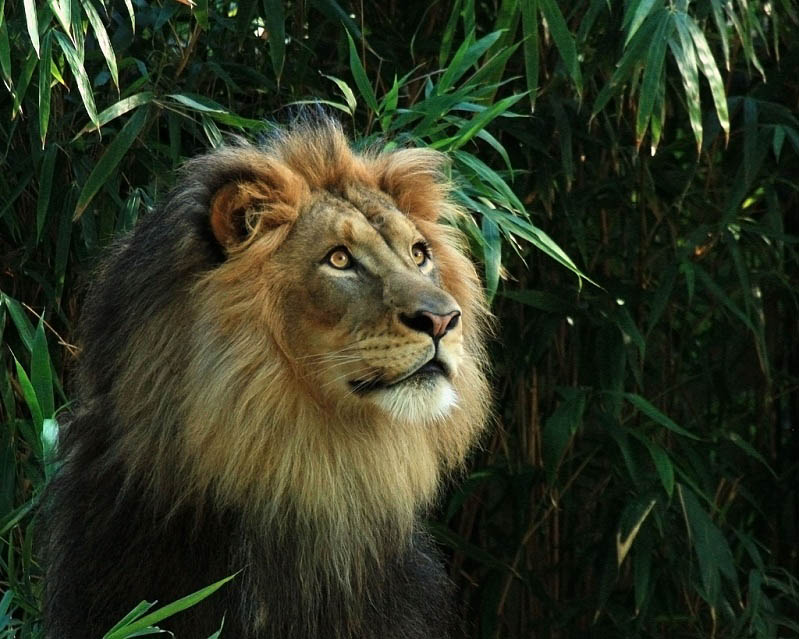 lion 1 25 Magnificent Pictures of LIONS