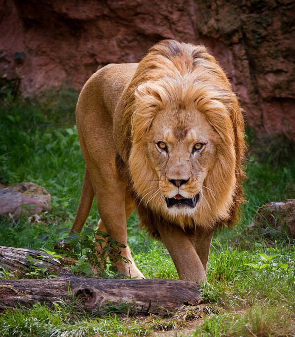 lion 2 25 Magnificent Pictures of LIONS