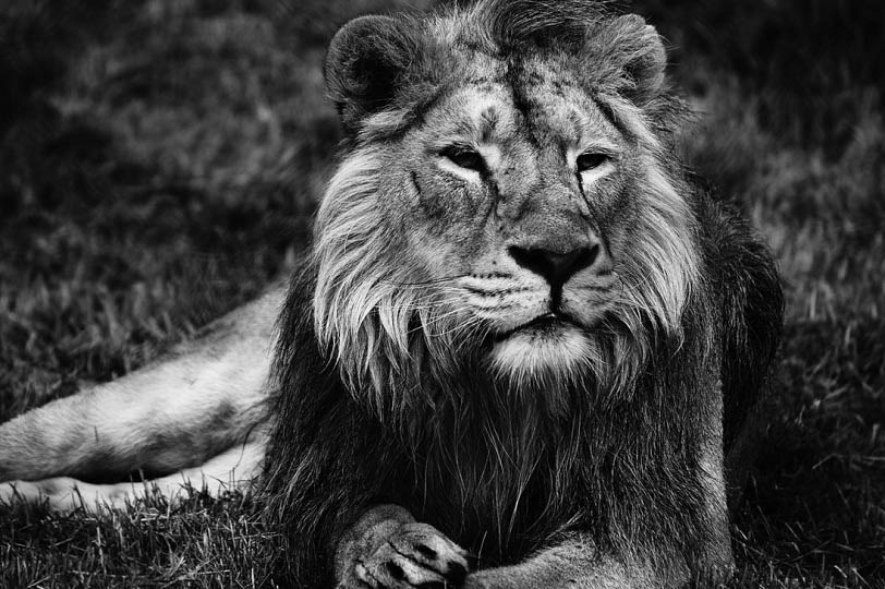lion black and white 25 Magnificent Pictures of LIONS