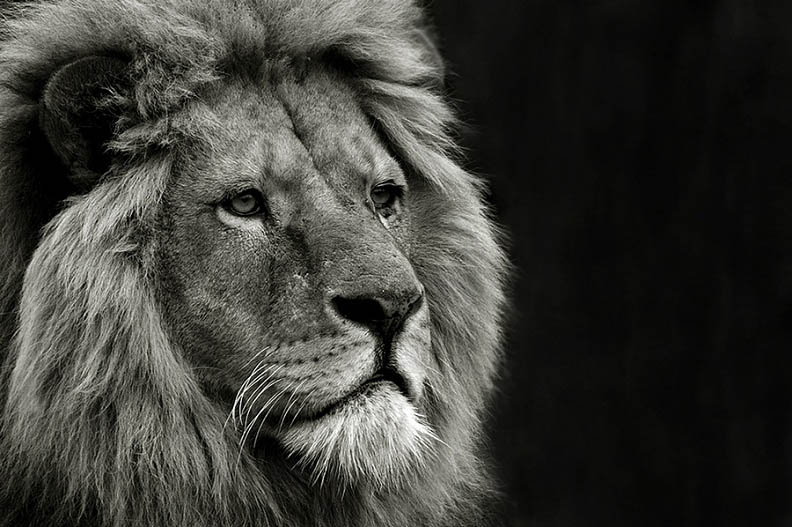 lion bw 25 Magnificent Pictures of LIONS
