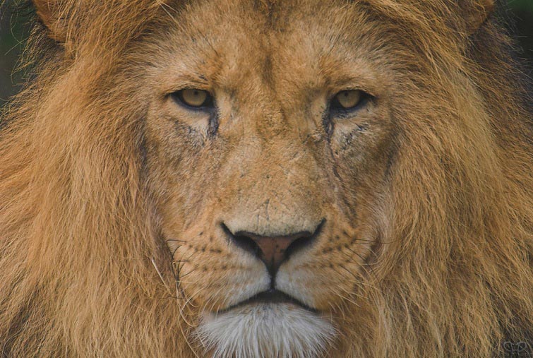 lion closeup 25 Magnificent Pictures of LIONS