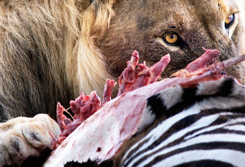 lion eating 25 Magnificent Pictures of LIONS