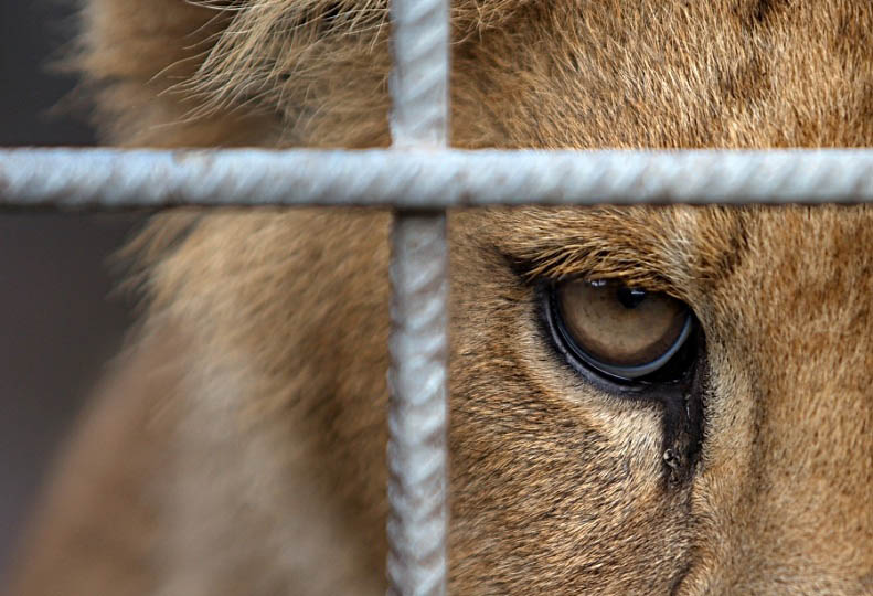 lion eye closeup 25 Magnificent Pictures of LIONS