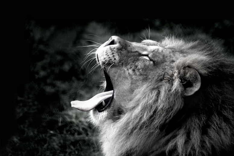 lion growling 25 Magnificent Pictures of LIONS