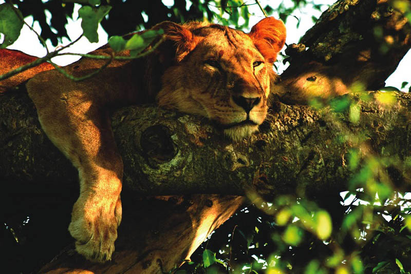 lion in a tree 25 Magnificent Pictures of LIONS