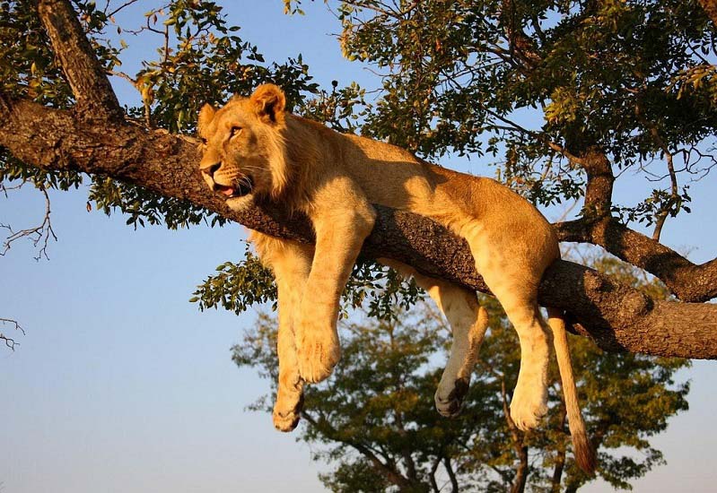 lion on tree 25 Magnificent Pictures of LIONS