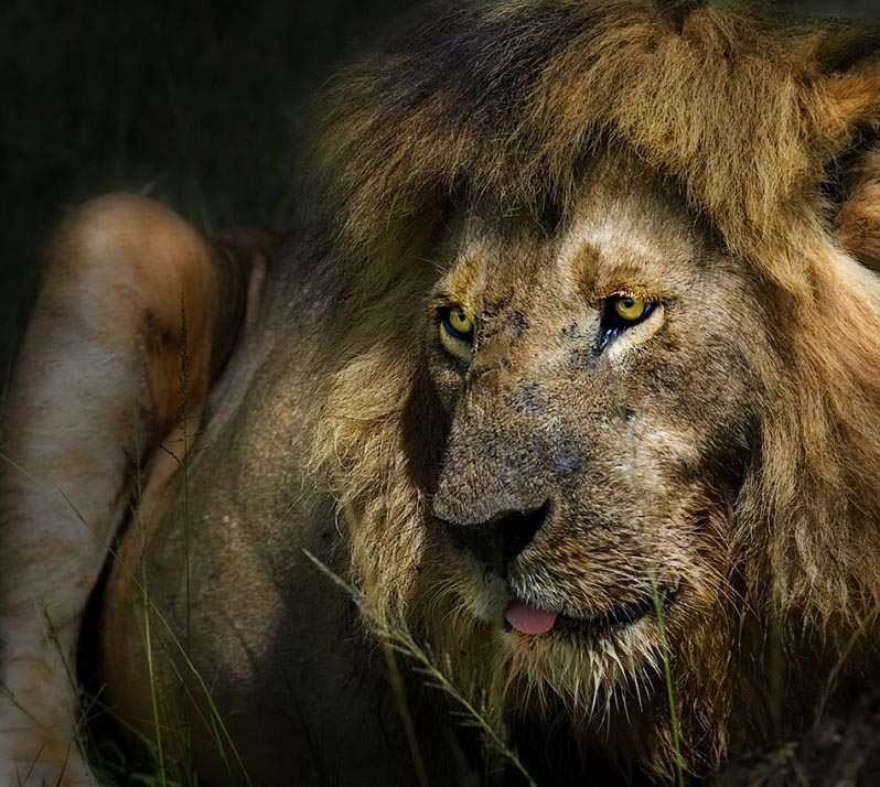 lion portrait 25 Magnificent Pictures of LIONS