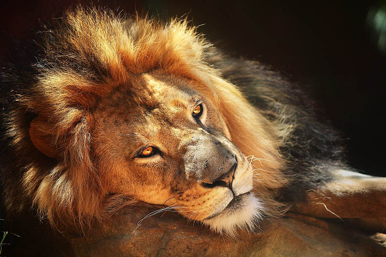 lion sun 25 Magnificent Pictures of LIONS