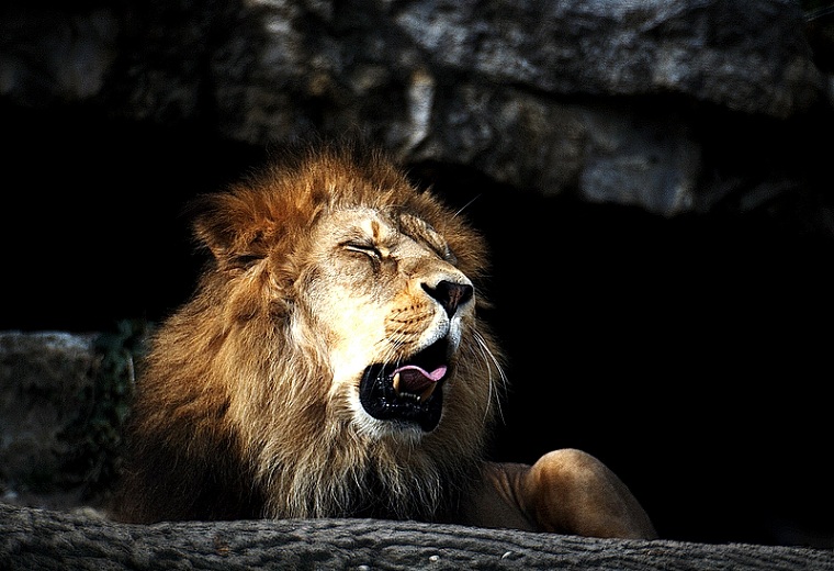 lion yanwing 25 Magnificent Pictures of LIONS