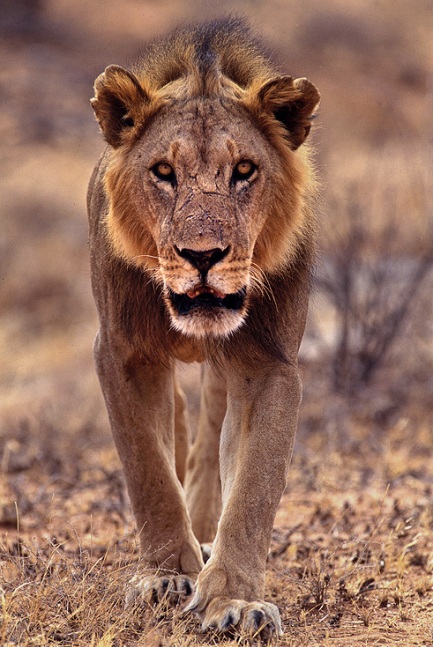 lioness 25 Magnificent Pictures of LIONS