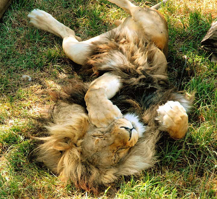sleeping lion 25 Magnificent Pictures of LIONS