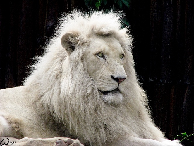 white lion 25 Magnificent Pictures of LIONS