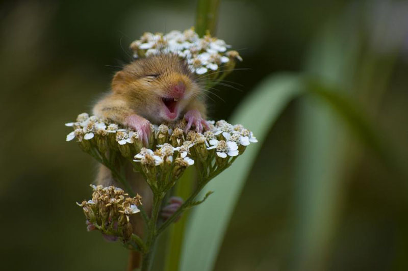 hamster loves flowers The Top 50 Pictures of the Day for 2011