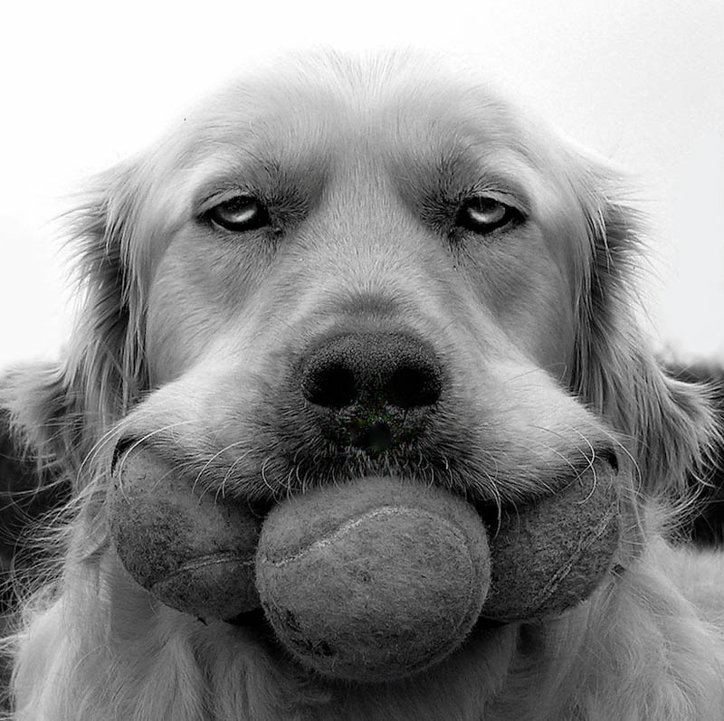 dog with three balls in mouth Picture of the Day: GOOD BOY!!!