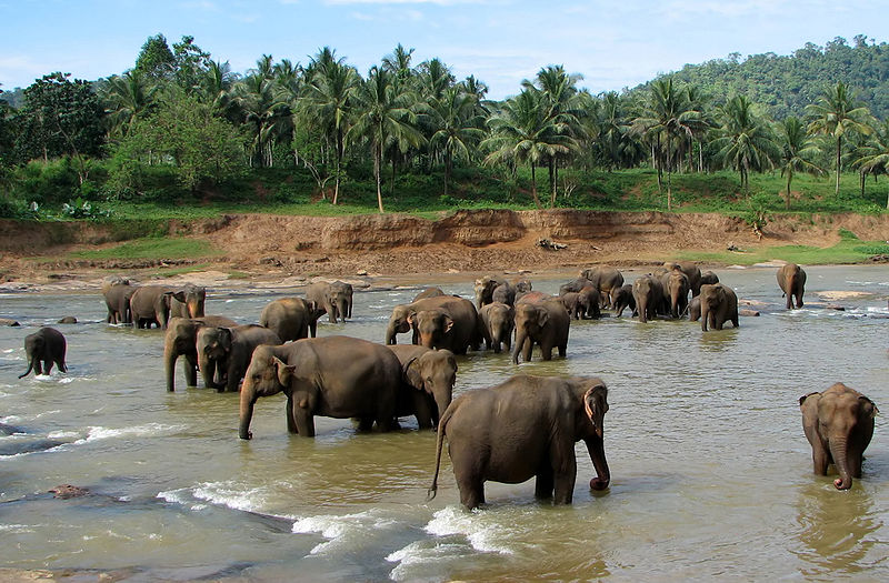 elephant orphanage at pinnawala sri lanka Top 10 Facts of the Worlds Largest Land Animal [20 pics]