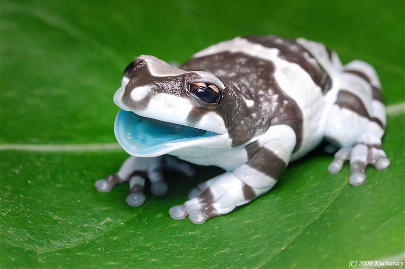 frog closeup 11 10 Reasons Frogs Are Awesome [25 Pics]