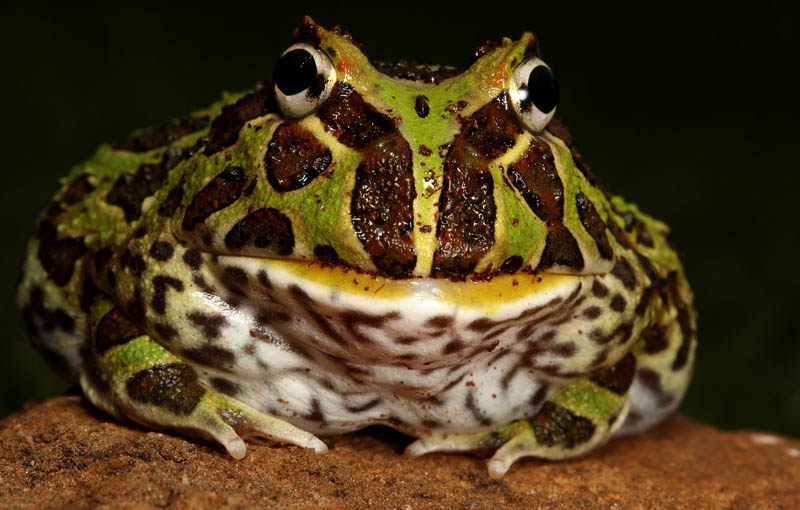 frog closeup 14 10 Reasons Frogs Are Awesome [25 Pics]