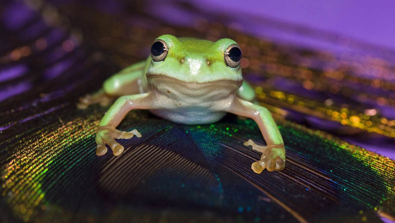 frog closeup 16 10 Reasons Frogs Are Awesome [25 Pics]
