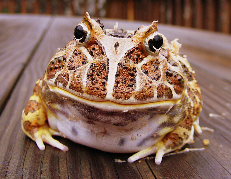 frog closeup 18 10 Reasons Frogs Are Awesome [25 Pics]