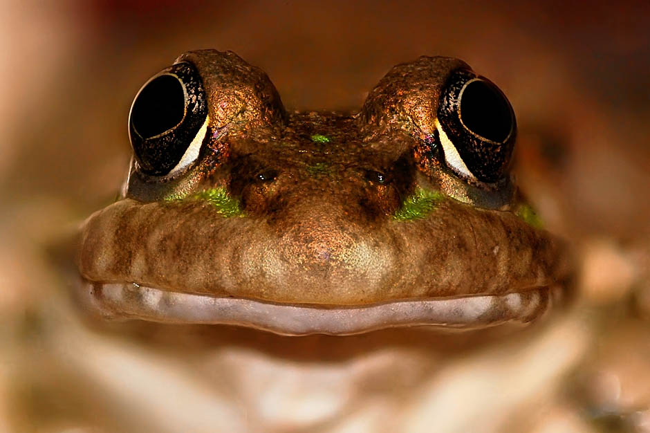 frog closeup 2 10 Reasons Frogs Are Awesome [25 Pics]